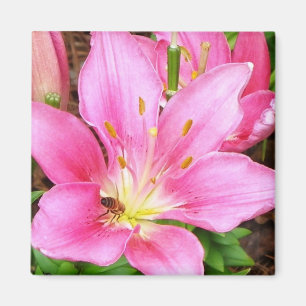 Íman Abelha em um Lilly