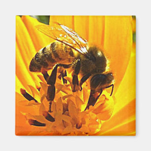 Íman Abelha em uma flor