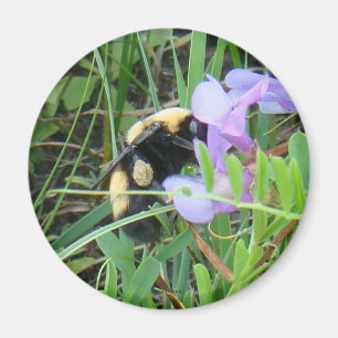 Íman Abelha F2 em Flor Silvestre Roxa