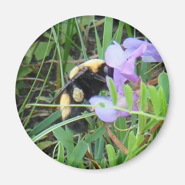Íman Abelha F2 em Flor Silvestre Roxa (Frente)