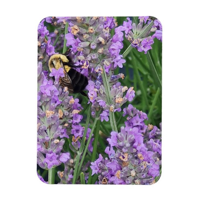 Íman Abelha Melífera na Lavanda (Vertical)