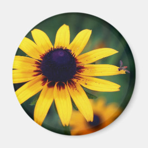 Íman Abelha na Flor de Susana Olho Preto Natureza