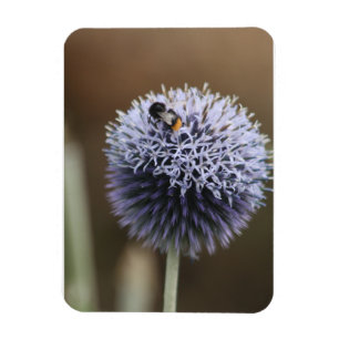 Íman Abelha no ímã Allium