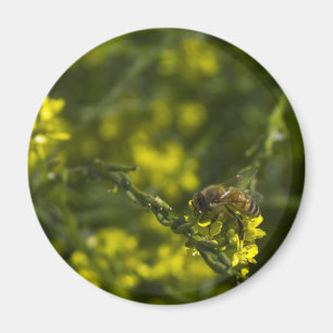 Íman Abelha Ocupada