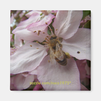 Íman Abelha Ocupada