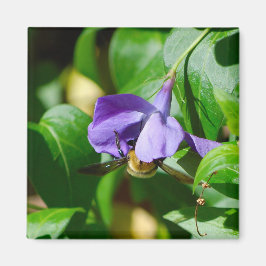 Íman Abelha Ocupada