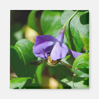 Íman Abelha Ocupada