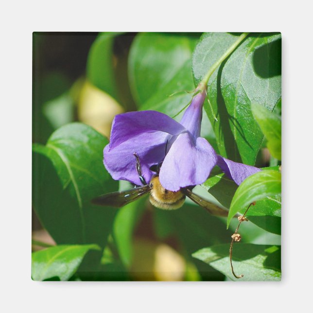 Íman Abelha Ocupada (Frente)