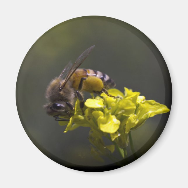 Íman Abelha Ocupada (Frente)