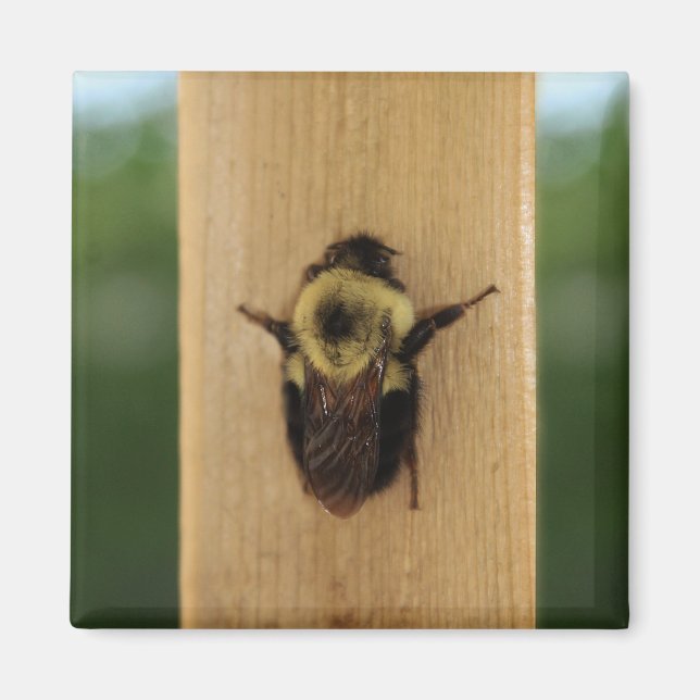 Íman Abelha-zilla (Frente)