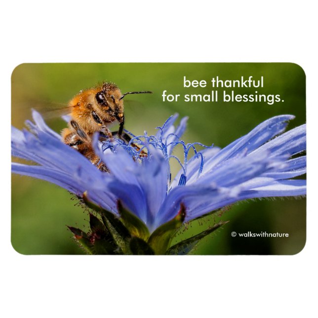 Íman Abelhas de mel na Flor do Radicchio (Horizontal)