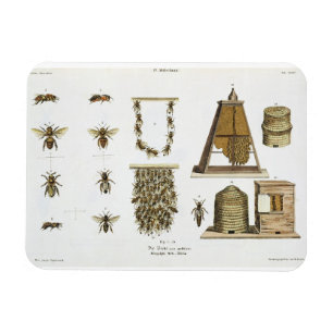 Íman Abelhas e apicultura, "do Landsman novo", p