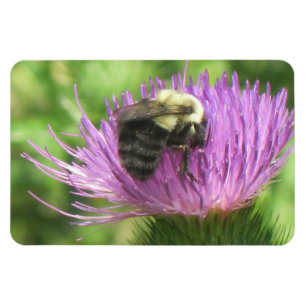 Íman Abelhas e Thistle Magnet