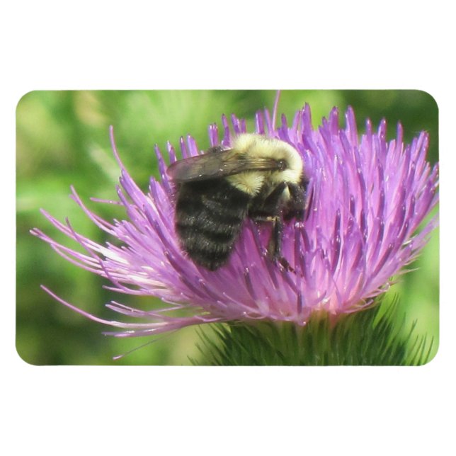Íman Abelhas e Thistle Magnet (Horizontal)