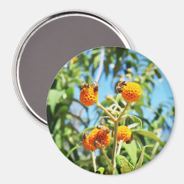 Íman Abelhas no Trabalho