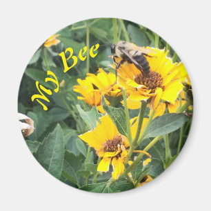Íman Abóbora Polinizando Flor Amarelo