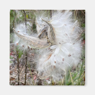Íman Abra Milkweed Pods Sementes de Seda