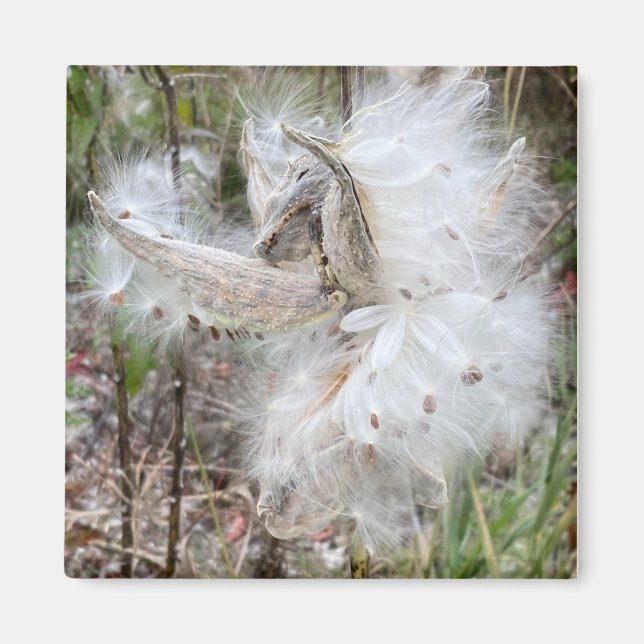 Íman Abra Milkweed Pods | Sementes de Seda | (Frente)