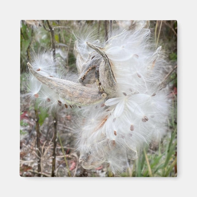 Íman Abra Milkweed Pods | Sementes de Seda | Escritório (Frente)