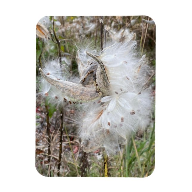 Íman Abra Milkweed Pods | Sementes de Seda | Flexível (Vertical)