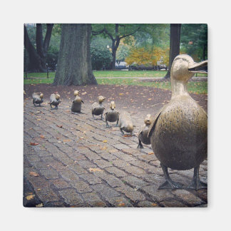 Íman Abrir Caminho Para O Ímã De Ducklings