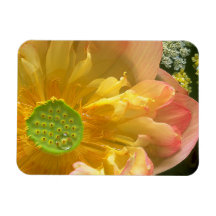 Abrir Magneto do Lotus