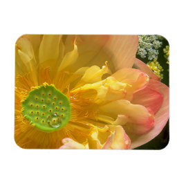 Íman Abrir Magneto do Lotus