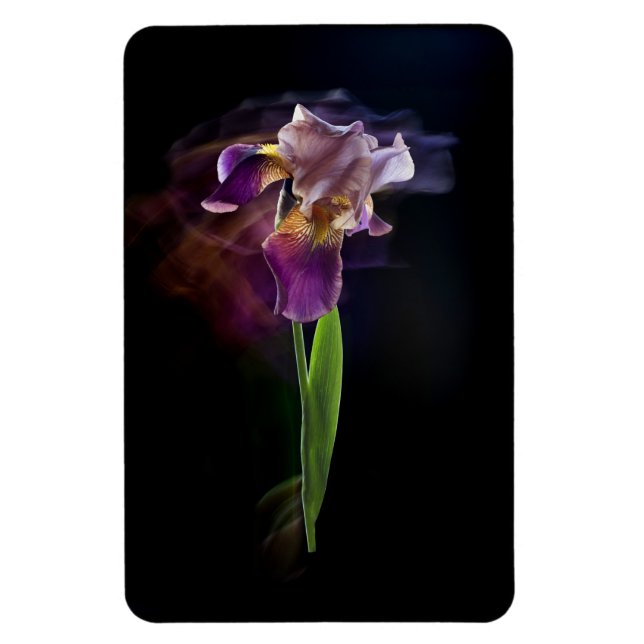 Íman Abstract Iris Flower – Elegant Floral Art (Vertical)