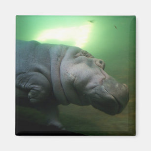 Íman Abstrato do Hippopotamus