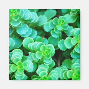 Íman Abstrato Floral Verde