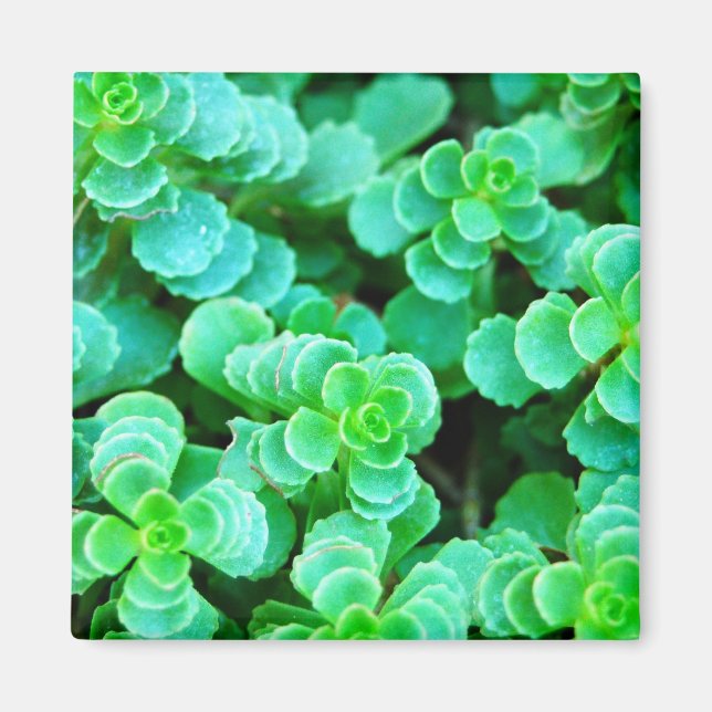 Íman Abstrato Floral Verde (Frente)