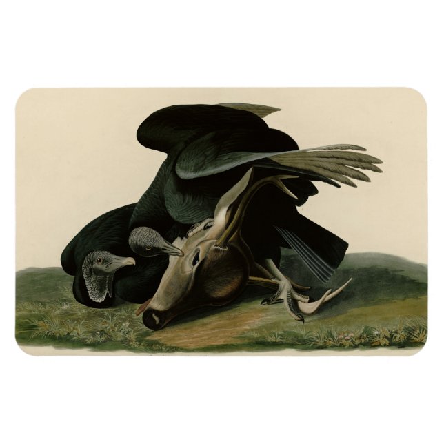 Íman Abutre Negro, das Aves da América de Audubon (Horizontal)