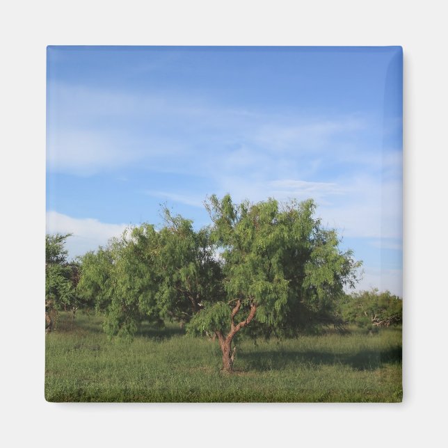 Íman Acacia Tree (Frente)