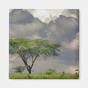 Íman Acácia-Umbrela, Acacia tortilis, e 2