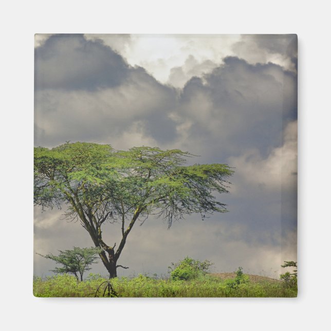 Íman Acácia-Umbrela, Acacia tortilis, e 2 (Frente)