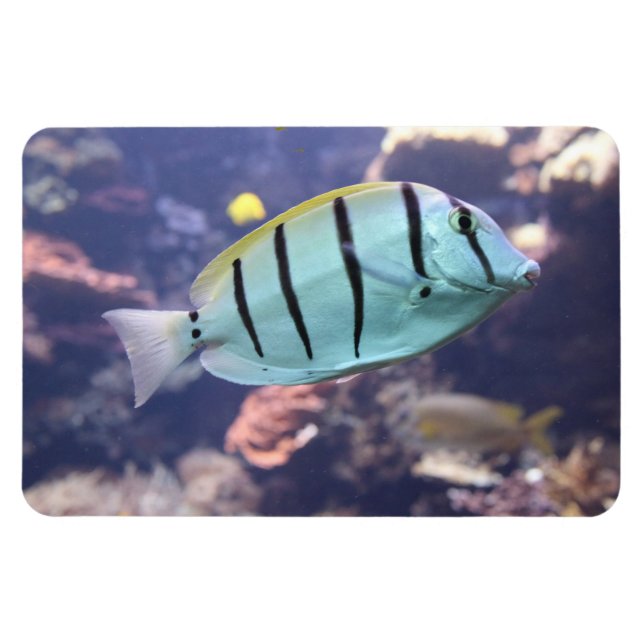 Íman Acanthurus triostegus (Horizontal)