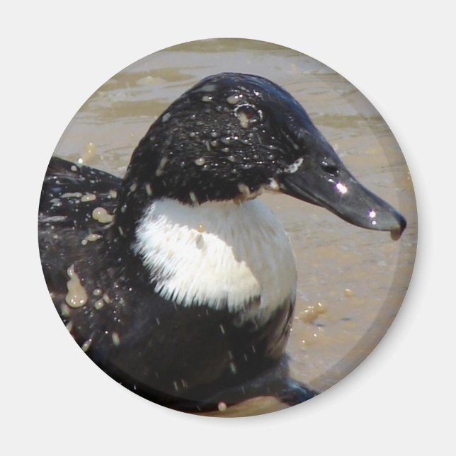 Íman Acelere o pato (Frente)