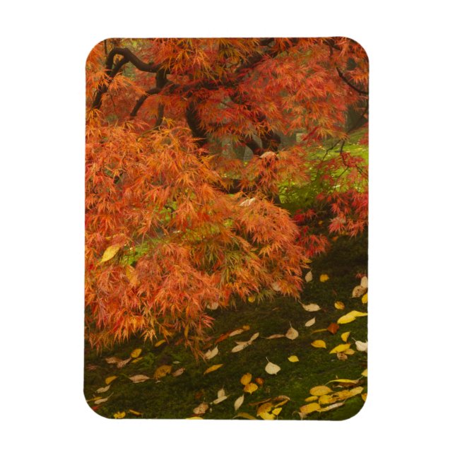 Íman Ácer japonês na cor de outono (Vertical)
