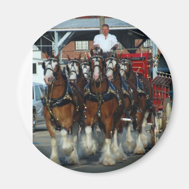 Íman Acerto de cavalo Clydesdale 6 (Frente)