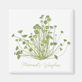 Íman Acetabularia Arte de Algas Marinhas