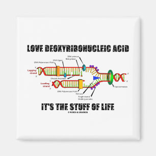 Íman Ácido Deoxyribonucleic do amor é o material de
