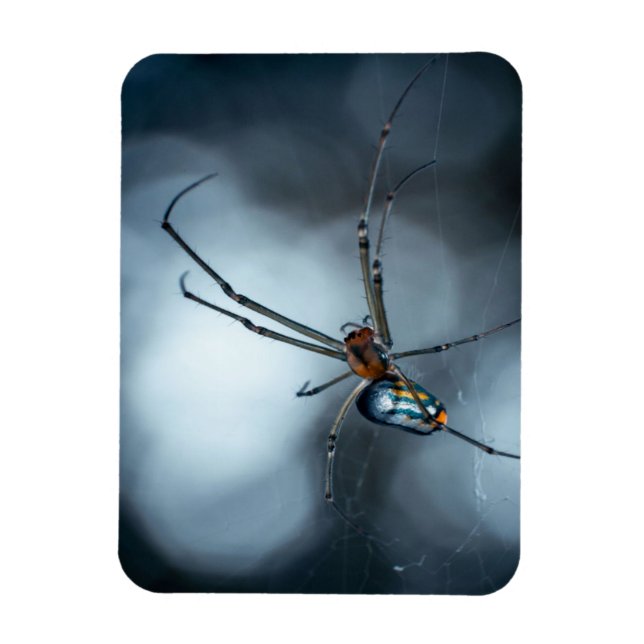 Íman Acionadores de aranha | Aranha Bela Com Webs (Vertical)