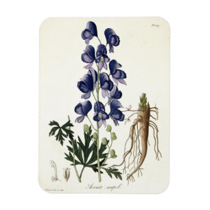Íman Aconitum Napellus de "Phytographie Medicale" perto