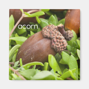 Íman Acorn Refrigerator Magnet