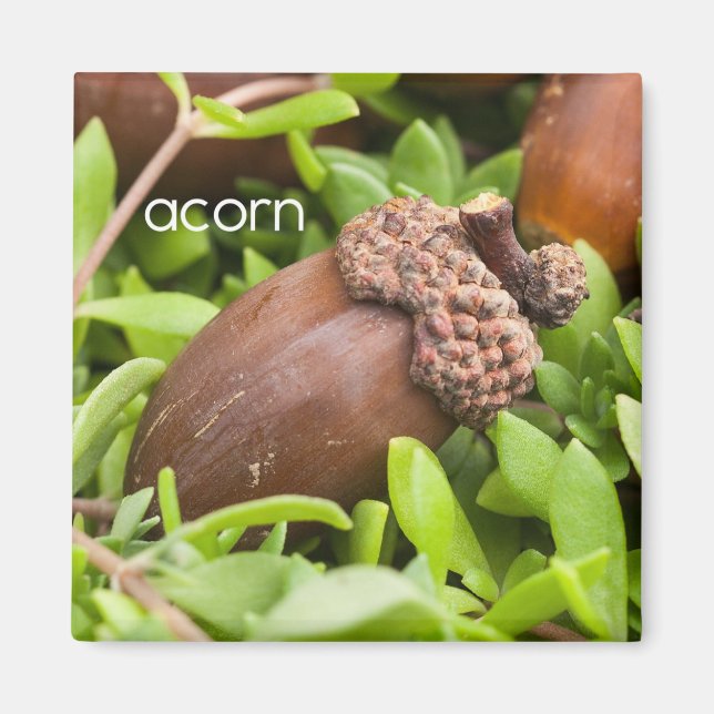 Íman Acorn Refrigerator Magnet (Frente)