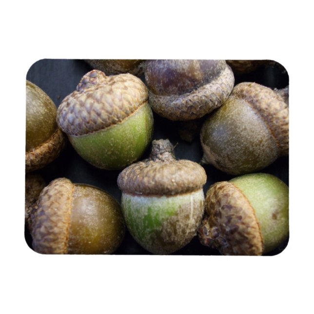 Íman Acorns Magnet (Horizontal)