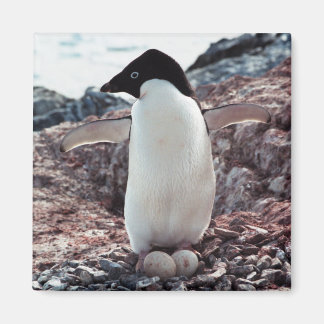 Íman Adelie Penguin Nest Magnet