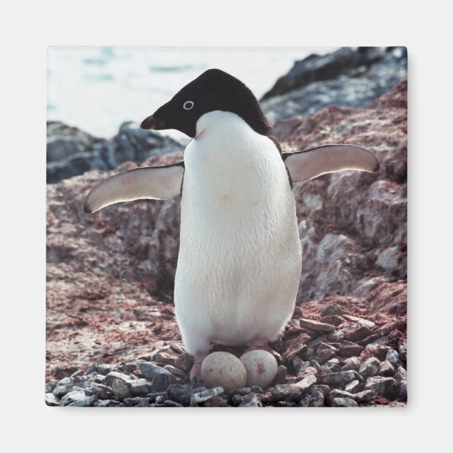 Íman Adelie Penguin Nest Magnet (Frente)