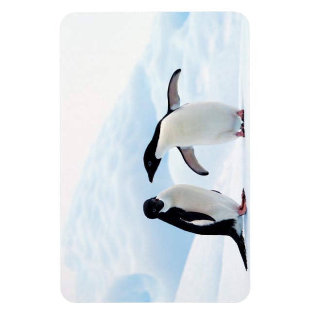 Íman Adelie Penguins (Vertical)