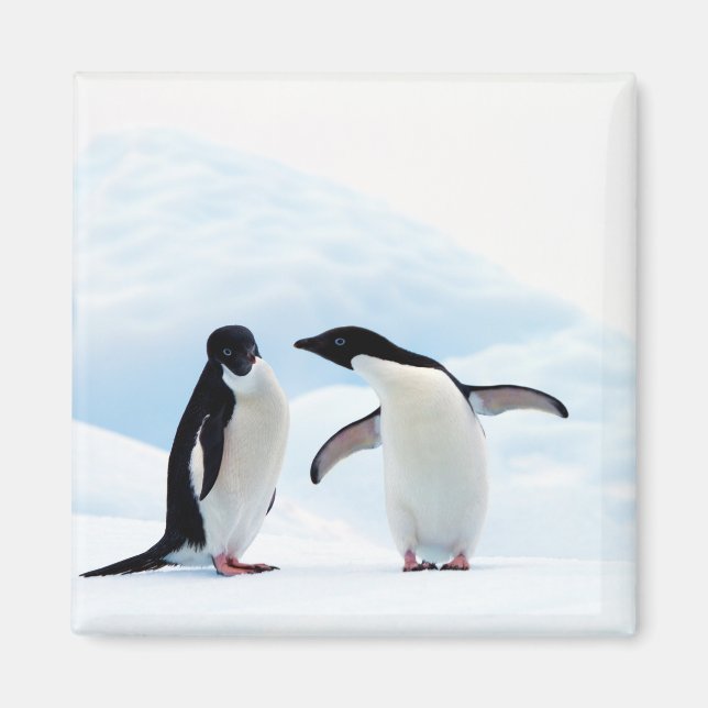 Íman Adelie Penguins (Frente)